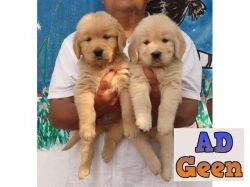 Golden Retriever Puppies available with kci whatsaap 8019630452